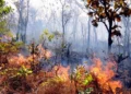 Ibama notifica 699 imóveis rurais no Tocantins para prevenção de incêndios; multas podem chegar a R$ 10 milhões