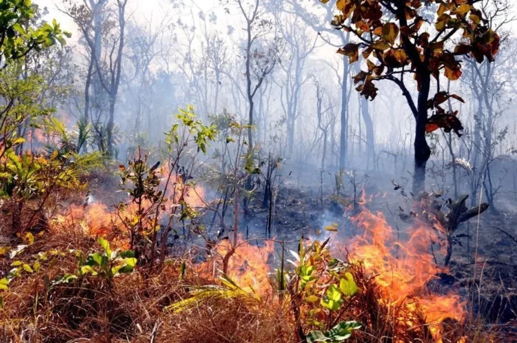 Ibama notifica 699 imóveis rurais no Tocantins para prevenção de incêndios; multas podem chegar a R$ 10 milhões