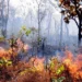 Ibama notifica 699 imóveis rurais no Tocantins para prevenção de incêndios; multas podem chegar a R$ 10 milhões