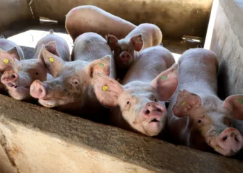 Preço do suíno cai e alta do milho e farelo reduz poder de compra do produtor