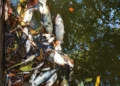 Baixo nível de oxigênio é identificado após morte de peixes em ribeirão de Guaraí; BRK contesta relação com efluente