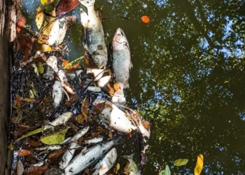 Baixo nível de oxigênio é identificado após morte de peixes em ribeirão de Guaraí; BRK contesta relação com efluente