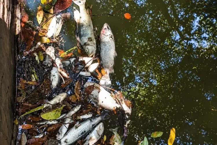 Baixo nível de oxigênio é identificado após morte de peixes em ribeirão de Guaraí; BRK contesta relação com efluente