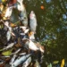 Baixo nível de oxigênio é identificado após morte de peixes em ribeirão de Guaraí; BRK contesta relação com efluente