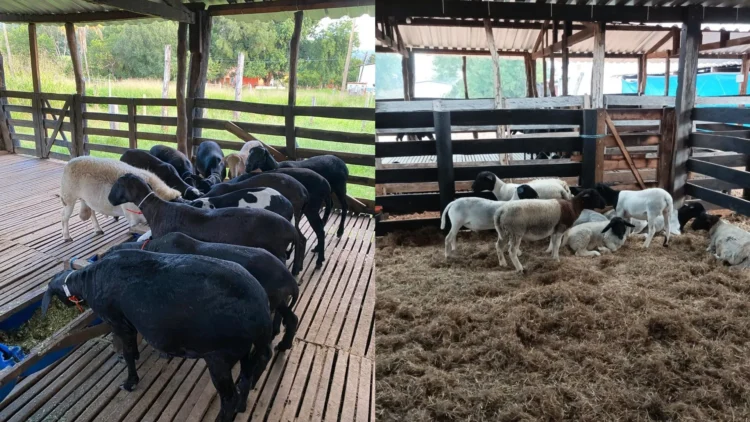 A reestruturação da ovinocultura no Tocantins
