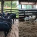 A reestruturação da ovinocultura no Tocantins