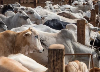 Bloqueio da UE ameaça exportações brasileiras de produtos de origem animal e acende alerta no agro