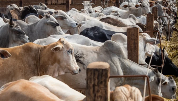 Bloqueio da UE ameaça exportações brasileiras de produtos de origem animal e acende alerta no agro