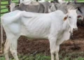 Vaca vazia custa R$ 385 por ano e pode reduzir margem da pecuária de cria, aponta Cepea