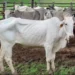 Vaca vazia custa R$ 385 por ano e pode reduzir margem da pecuária de cria, aponta Cepea