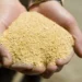 Farelo de soja ganha peso na margem das indústrias no Brasil e nos EUA