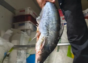 PRF apreende 7,4 toneladas de peixes impróprios para consumo na BR-153 em Gurupi