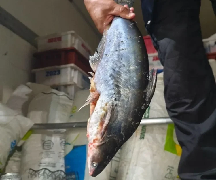 PRF apreende 7,4 toneladas de peixes impróprios para consumo na BR-153 em Gurupi
