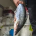 PRF apreende 7,4 toneladas de peixes impróprios para consumo na BR-153 em Gurupi