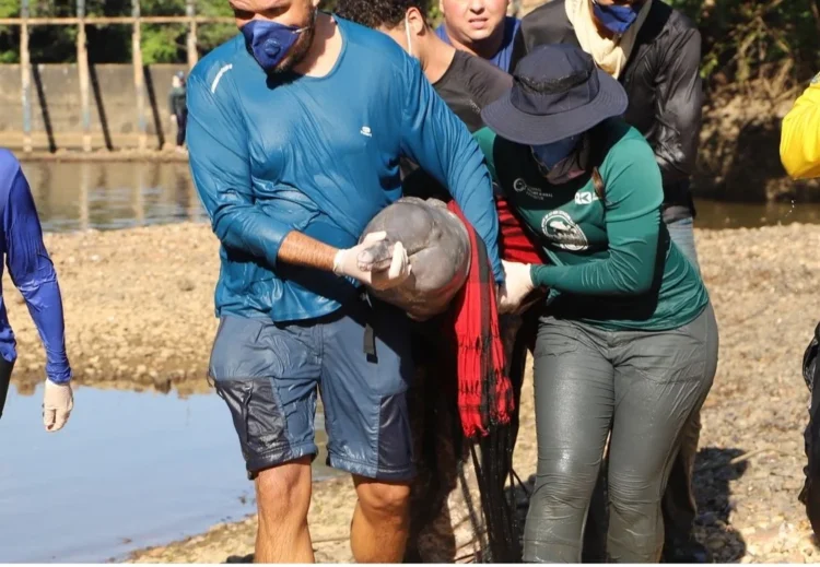 Seca no rio Urubu deixa botos-do-Araguaia presos em poças e dois precisam ser resgatados