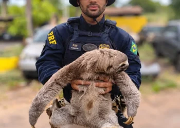Preguiça é resgatada na BR-153, em Guaraí, e devolvida à natureza
