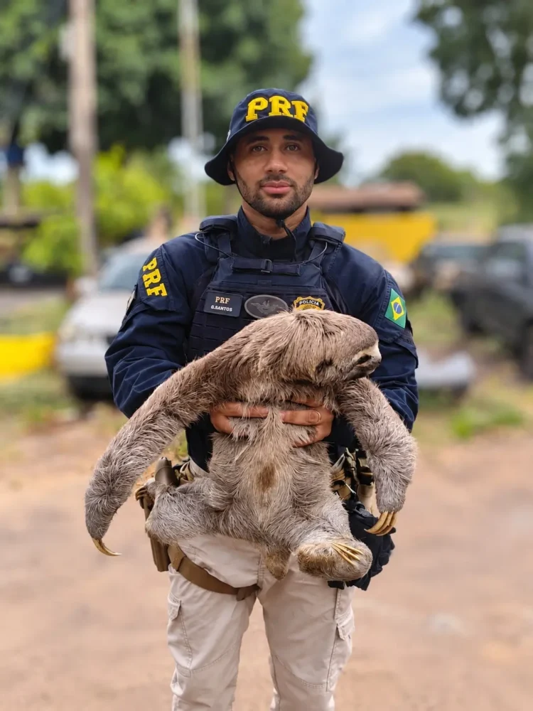 Preguiça é resgatada na BR-153, em Guaraí, e devolvida à natureza