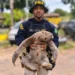 Preguiça é resgatada na BR-153, em Guaraí, e devolvida à natureza